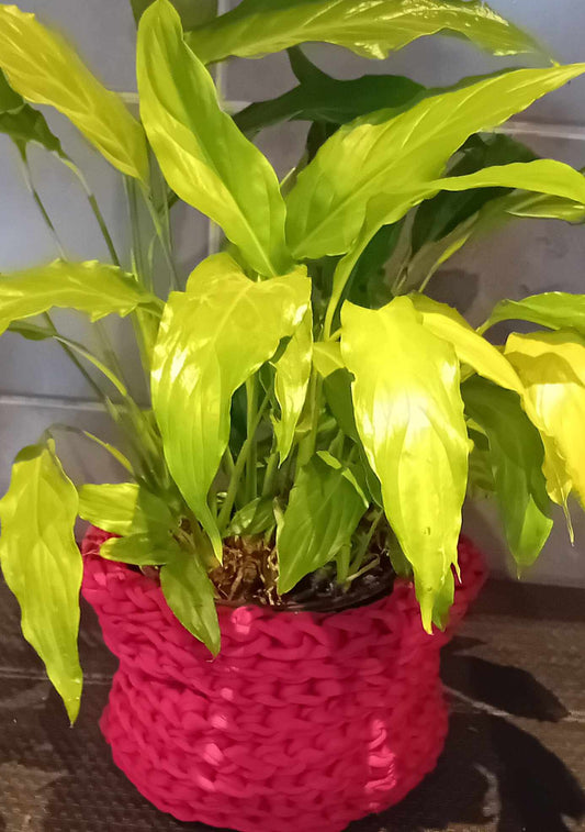 Looking forward to Spring with colour